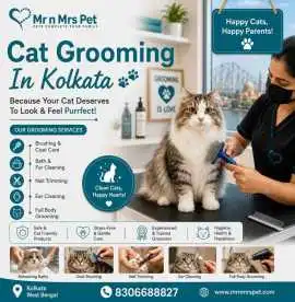 Cat Grooming, Kolkata