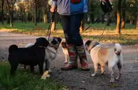 Dog Walkers, Lucknow