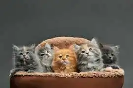 Ragdoll Kittens Home Delivery – Khan Kittens
