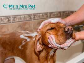 Dog Grooming Service at Home in Bangalore, Bengaluru