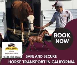 Safe and Secure Horse Transport in California with, Joshua Tree