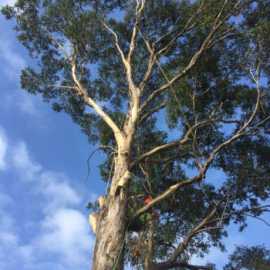 Sydney Tree Loppers: Targeted Branch Removal , Sydney