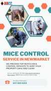 Top-Rated Mice Control Services in Newmarket - BBP, Vaughan