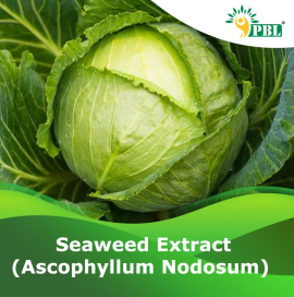 Seaweed Extract | Peptech biosciences | Manufactur, Delhi