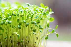 Sustainable Farming Practices, Hyderabad
