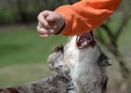 Reliable Dog Bite Attorney - Secure Your Compensat, Los Angeles