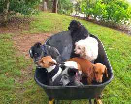 Escape to Pet-Friendly Paradise, Atherton