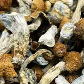 Mushrooms Dispensary DC, $ 0
