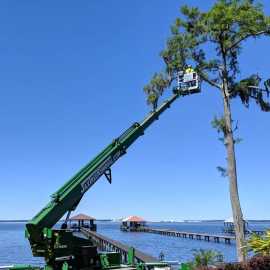 Tree Trimming Service Jacksonville FL, Jacksonville
