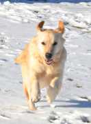 English Cream Golden Retriever: Bringing Grace., Bedford