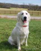 English Cream Golden Retrievers Puppies, Nashville