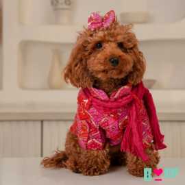 Celebrate Raksha Bandhan with Traditional Dog Outf, New Delhi