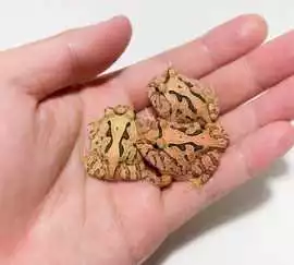Brown Fantasy Pacman Frog is the Earth-Toned Assas, Rosemead