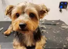 Mobile Dog Grooming Dallas, Dallas