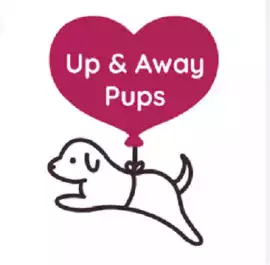 Adorable Puppies for Sale at Up & Away Pups, Sugarcreek