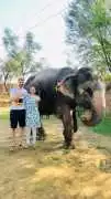 Experience the Magic of Elephant Activites in Jaip, Jaipur