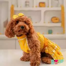 This Raksha Bandhan, Dress Your Dog in Dog Lehenga, New Delhi