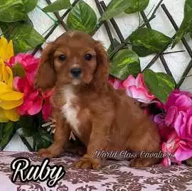 King Cavalier Puppy, Miami