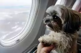 Animal Air Transportation Services for Birds &, Seattle
