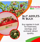 Buy Apples in Bulk: Farm-Fresh Savings from Orchar, Shimla
