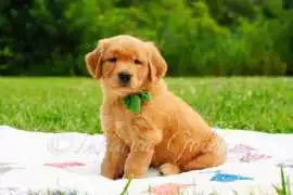 Golden Retriever Breeders Indiana – Loving Puppies, Bedford
