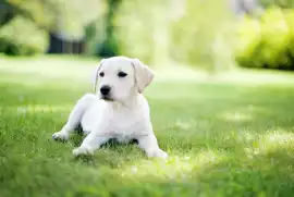 NYC Dog Weight Solutions: Dogbesity, New York