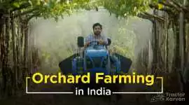 Find Orchard Farming Management in India, Noida
