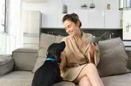 Pet Friendly Spa Resort in Ontario Grooming , Hamilton