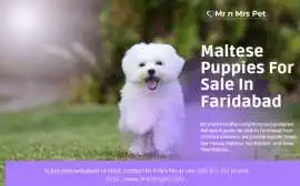 Maltese Puppies For Sale In Faridabad, ₹ 68,000