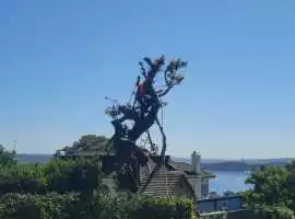 Tree Lopping Cutting Northern Beaches, Forestville