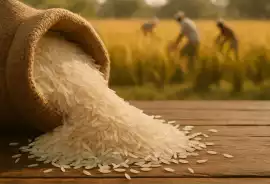 Top Rice Exporters In Delhi, Delhi