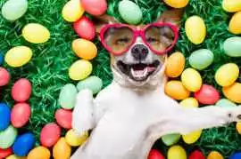 full grooming for dogs in dubai, Dubai