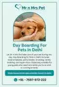 Day Boarding for Pets in, Delhi