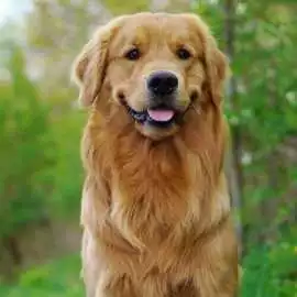 English Golden Retriever: Perfect Family Companion, Bedford