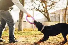Dog Training Service, Lucknow
