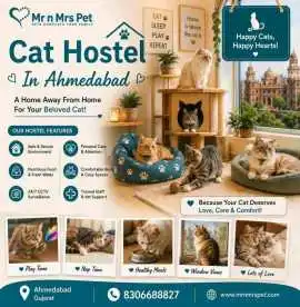 Cat Hostel, Ahmedabad