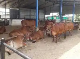 Best Desi Cow Parlor Setup in India, Noida