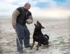 Dog Training Service, Surat
