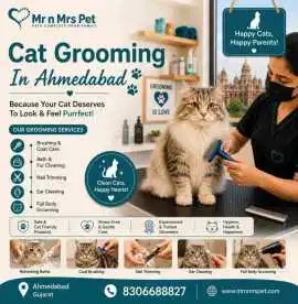 Cat Grooming, Ahmedabad