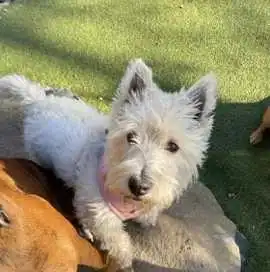 Dog Boarding Hoboken NJ: Comfortable Overnight Pet, Hoboken