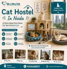 Cat Hostel, Noida