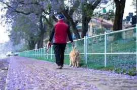 Dog Walkers, Surat