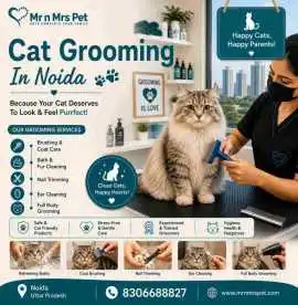 Cat Grooming, Noida