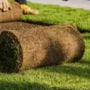 Healthy Sod for Jacksonville Lawns, Jacksonville