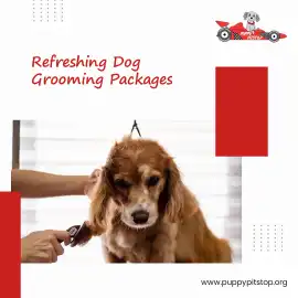 Best dog grooming in Indianapolis | Puppy Pitstop, Indianapolis