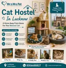 Cat Hostel, Lucknow