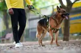 Dog Walkers, Chandigarh