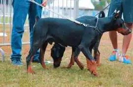 Dog Training Service, Amritsar