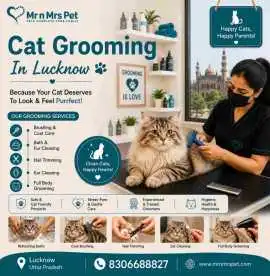 Cat Grooming, Lucknow