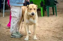 Dog Walkers, Amritsar